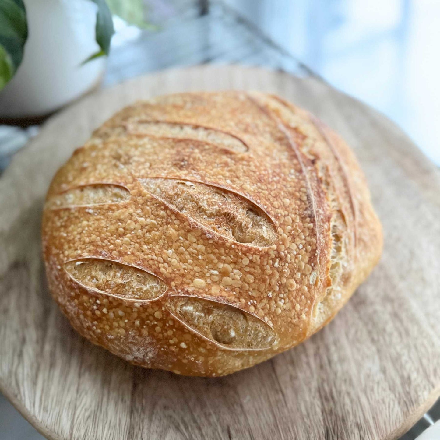 Plain Sourdough Loaf